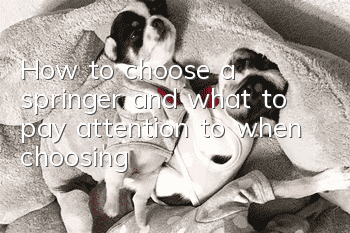 How to choose a springer and what to pay attention to when choosing