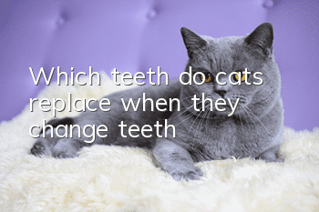 Which teeth do cats replace when they change teeth?