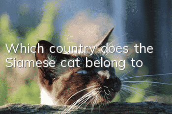 Which country does the Siamese cat belong to?