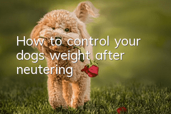 How to control your dog’s weight after neutering