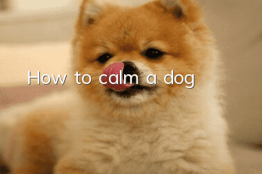 How to calm a dog