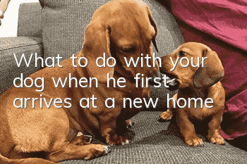 What to do with your dog when he first arrives at a new home