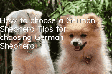 How to choose a German Shepherd? Tips for choosing German Shepherd