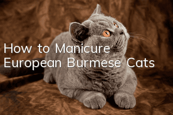 How to Manicure European Burmese Cats