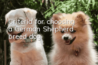 Criteria for choosing a German Shepherd breed dog
