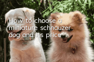 How to choose a miniature schnauzer dog and its price