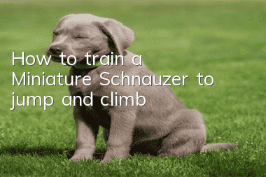 How to train a Miniature Schnauzer to jump and climb