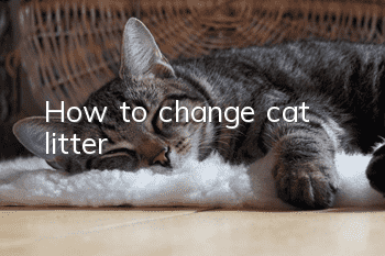 How to change cat litter