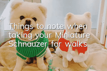 Things to note when taking your Miniature Schnauzer for walks