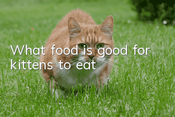 What food is good for kittens to eat?