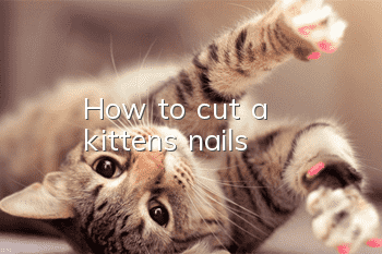 How to cut a kitten's nails