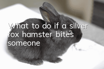 What to do if a silver fox hamster bites someone