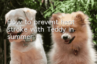 How to prevent heat stroke with Teddy in summer