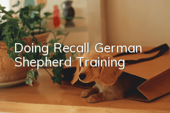 Doing Recall German Shepherd Training