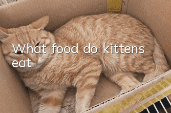 What food do kittens eat?