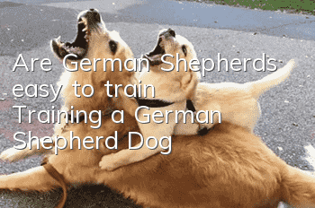 Are German Shepherds easy to train? Training a German Shepherd Dog