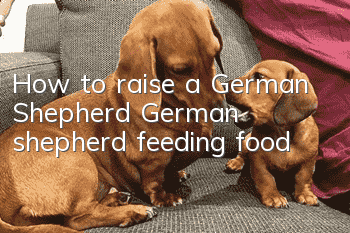 How to raise a German Shepherd? German shepherd feeding food