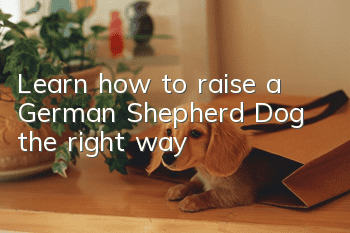 Learn how to raise a German Shepherd Dog the right way
