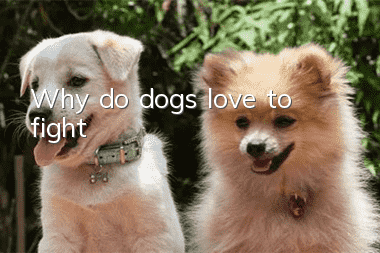 Why do dogs love to fight?
