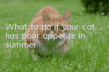 What to do if your cat has poor appetite in summer