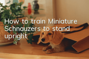 How to train Miniature Schnauzers to stand upright