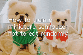 How to train a miniature schnauzer not to eat randomly