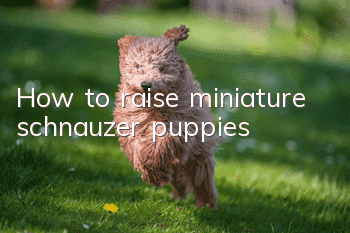 How to raise miniature schnauzer puppies