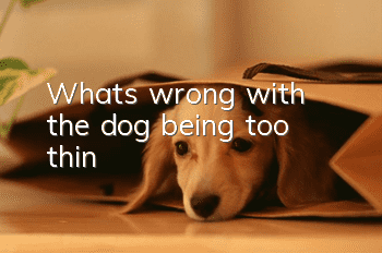 What's wrong with the dog being too thin?