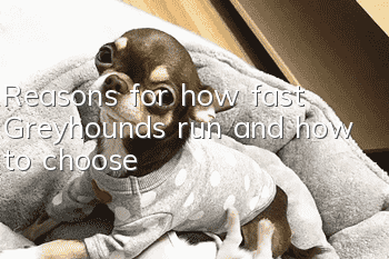 Reasons for how fast Greyhounds run and how to choose