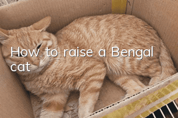 How to raise a Bengal cat