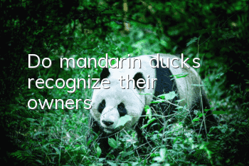 Do mandarin ducks recognize their owners?