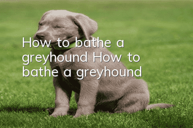 How to bathe a greyhound? How to bathe a greyhound