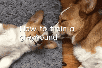 How to train a greyhound