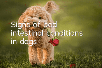 Signs of bad intestinal conditions in dogs