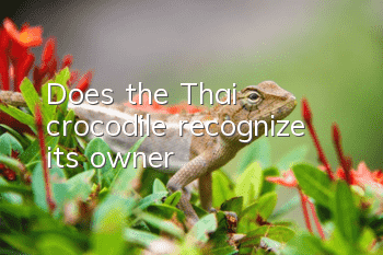 Does the Thai crocodile recognize its owner?