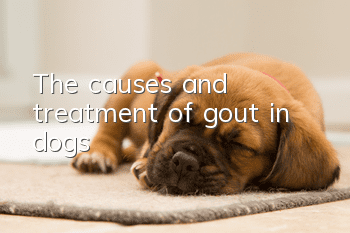 The causes and treatment of gout in dogs