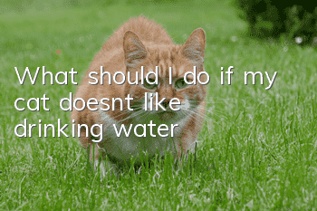 What should I do if my cat doesn’t like drinking water?