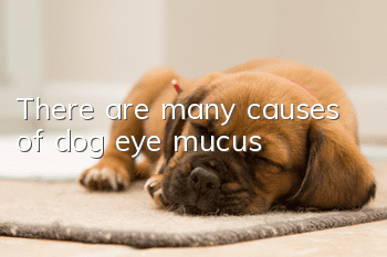 There are many causes of dog eye mucus