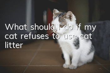 What should I do if my cat refuses to use cat litter?