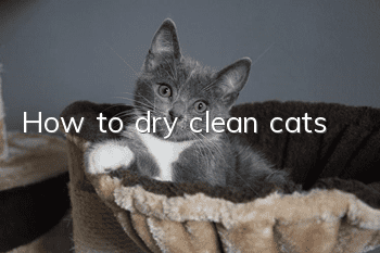 How to dry clean cats