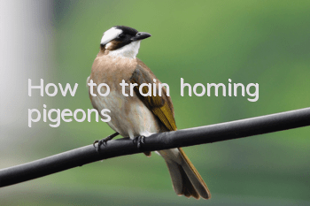 How to train homing pigeons