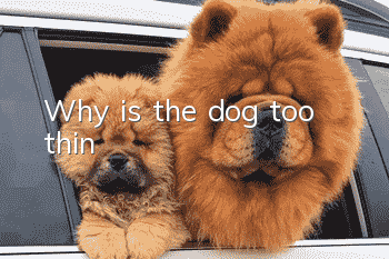 Why is the dog too thin?