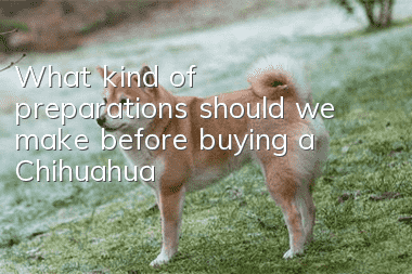 What kind of preparations should we make before buying a Chihuahua?