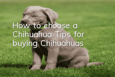 How to choose a Chihuahua? Tips for buying Chihuahuas