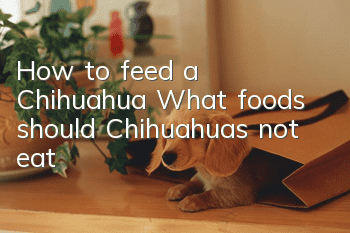 How to feed a Chihuahua? What foods should Chihuahuas not eat?