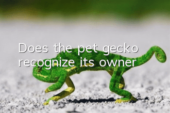 Does the pet gecko recognize its owner?