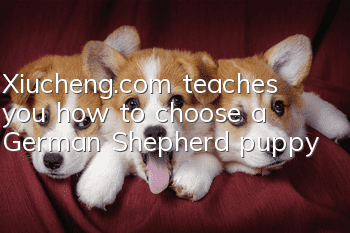 Xiucheng.com teaches you how to choose a German Shepherd puppy?