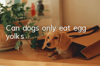 Can dogs only eat egg yolks?