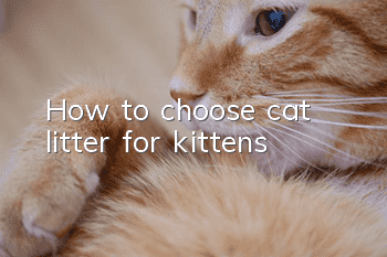 How to choose cat litter for kittens