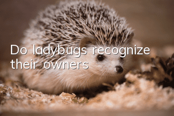 Do ladybugs recognize their owners?